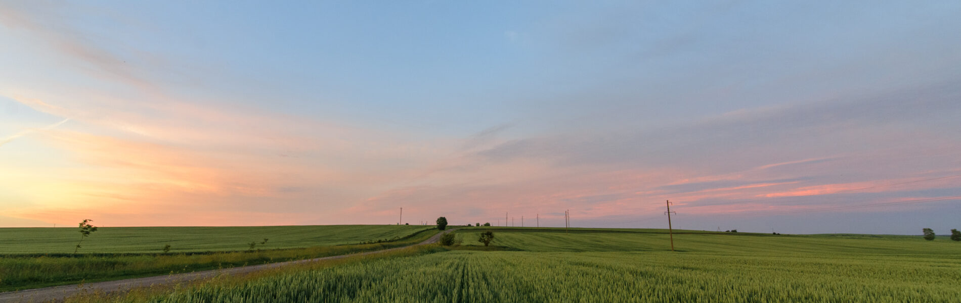 A green wheat field goes over the horizon