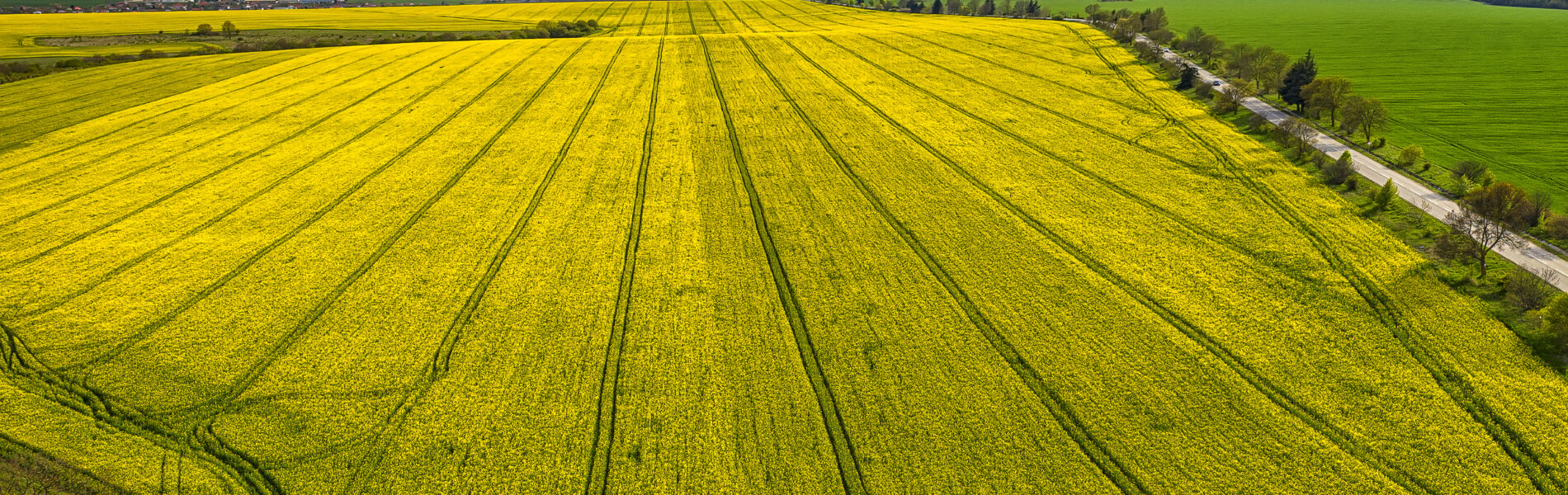 Aerial shot of field with a tractor traces on the agricultural field sowing